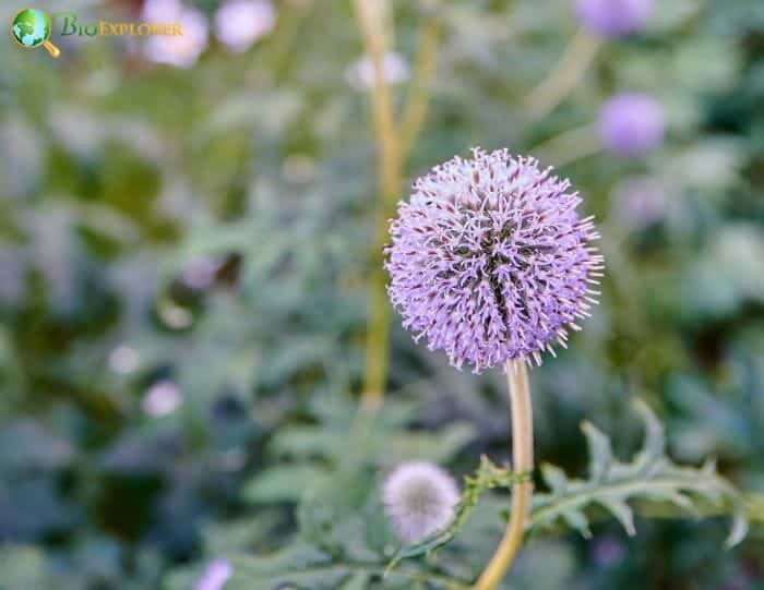 Purple Globe Thistle