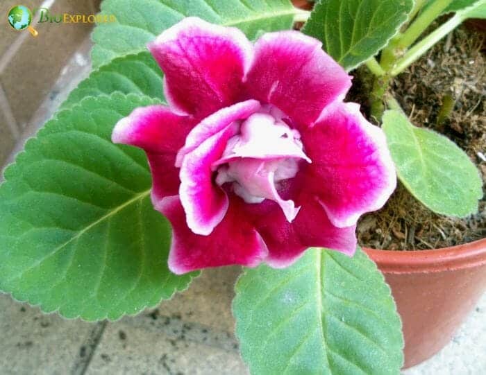 Purple Gloxinia Flower