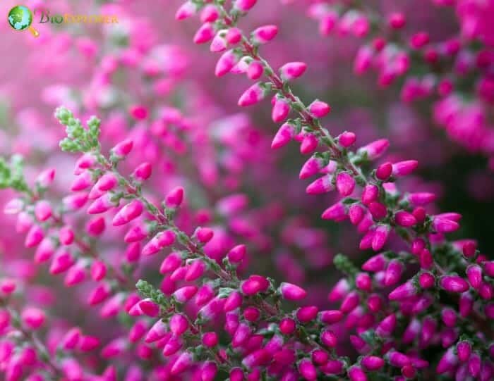 Purple Heather Feathers