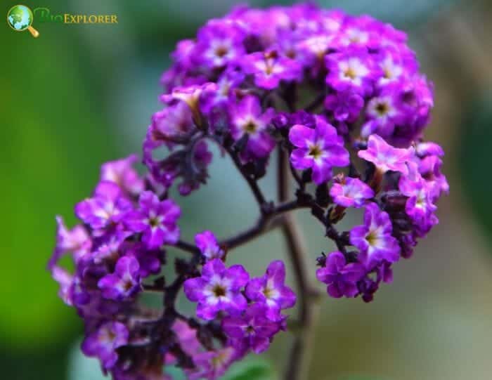 Purple Heliotrope Flowers