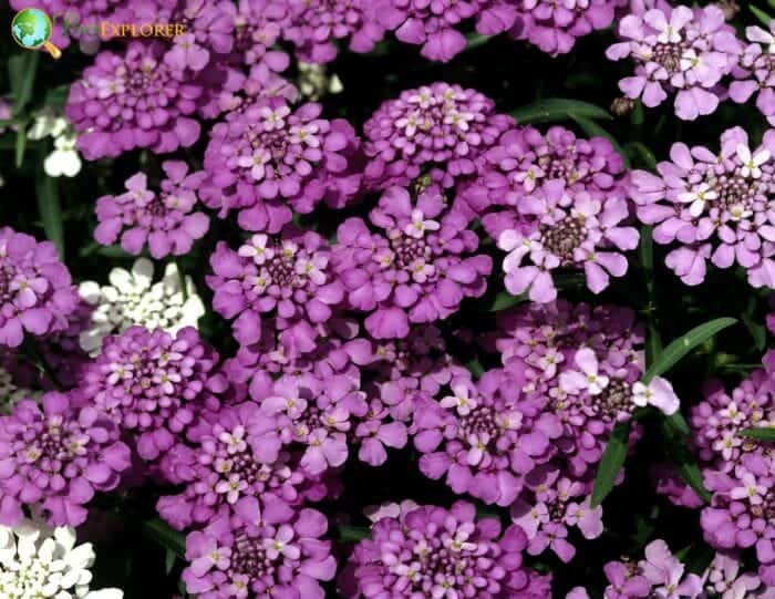 Purple Iberis Amara Flowers