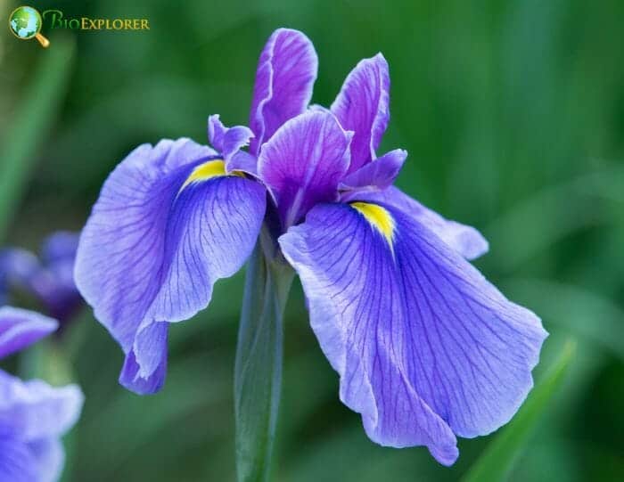 Purple Iris Flowers