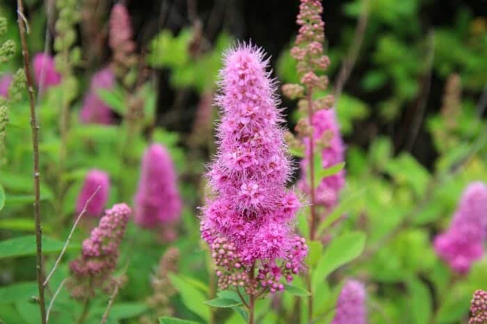 Purple Lythrum