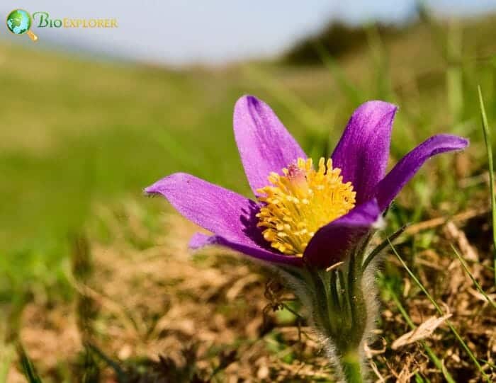 Purple Pasque Flower