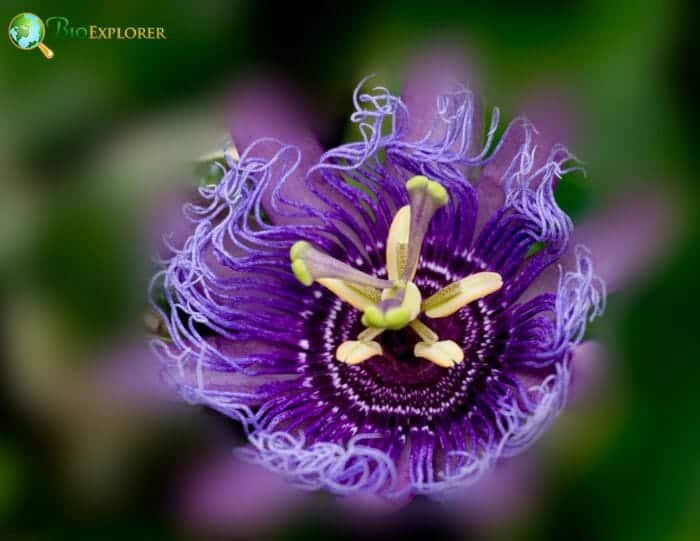 Purple Passionflower