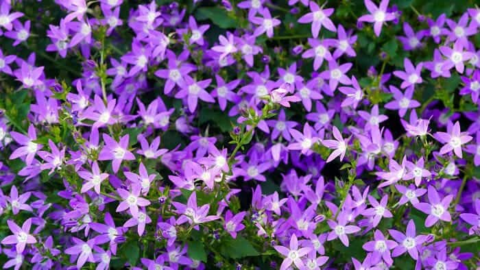 Purple Campanula Flowers