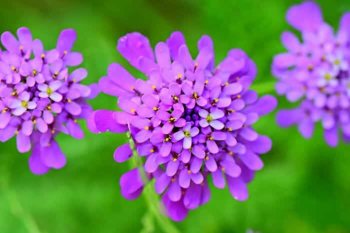 Purple Candytuft Flowers