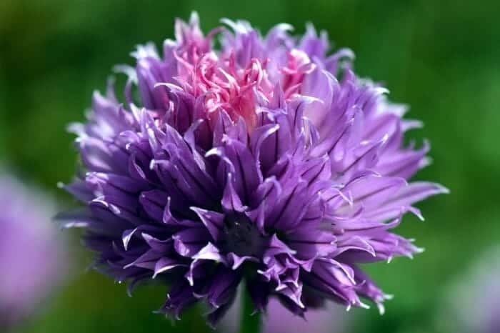 Purple Chives Flower