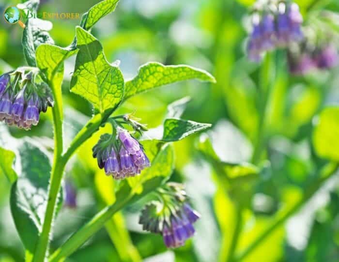 Purple Comfrey Flowers