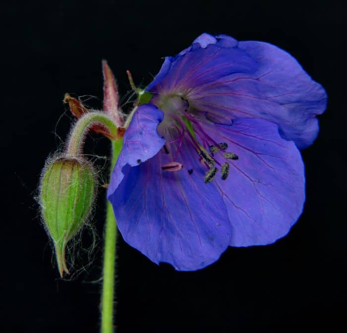 Purple Crimson Geranium Sanguineum