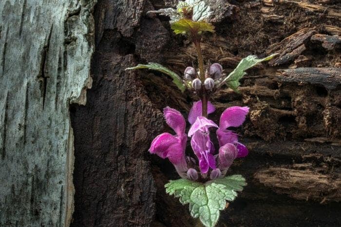 Purple Dead Nettle Flowers