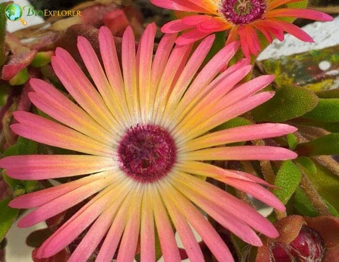 Purple Ice Plant Flower