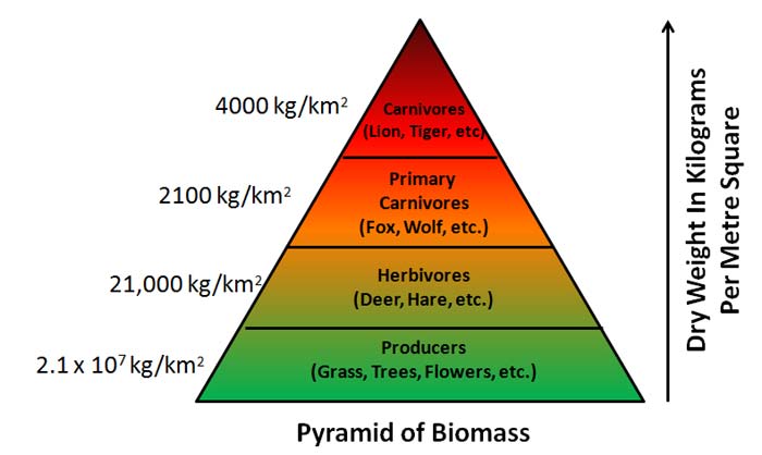 Ecological Pyramids Number BioMass Energy Pyramids Diagrams