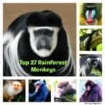 Types of Rainforest Monkeys