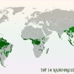 Rainforests in the world