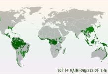 Rainforests in the world