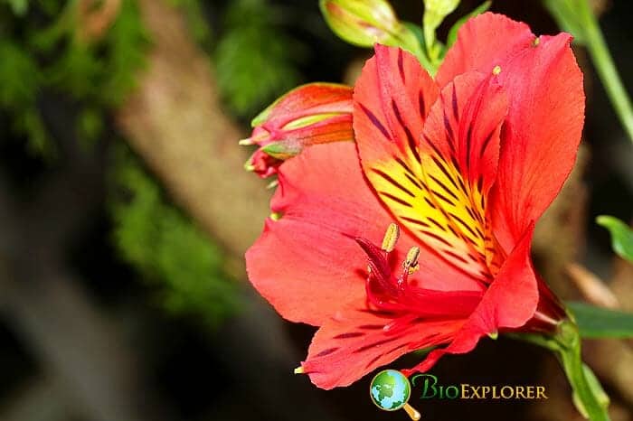 Red Alstroemeria