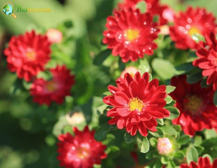 Red China Aster Flowers