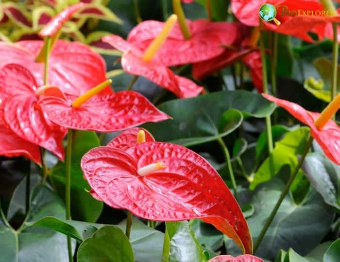 Red Flamingo Flowers