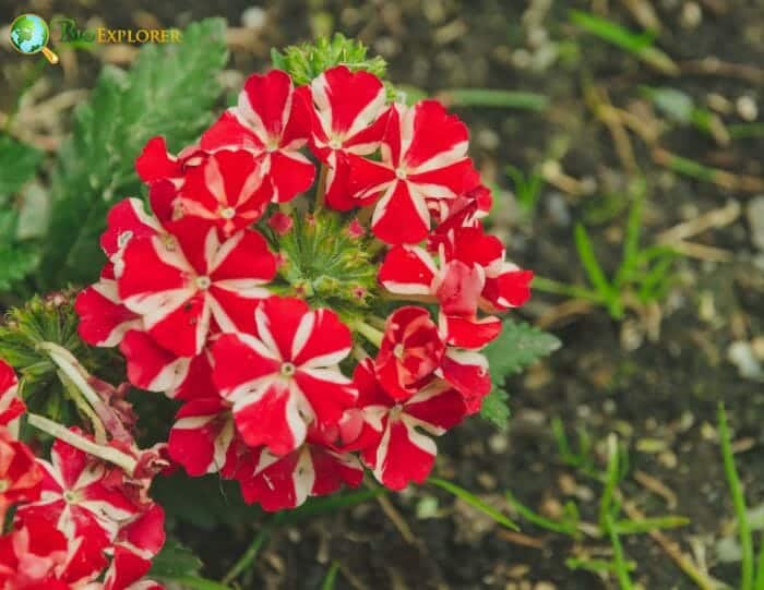 Red Gilliflower Flowers