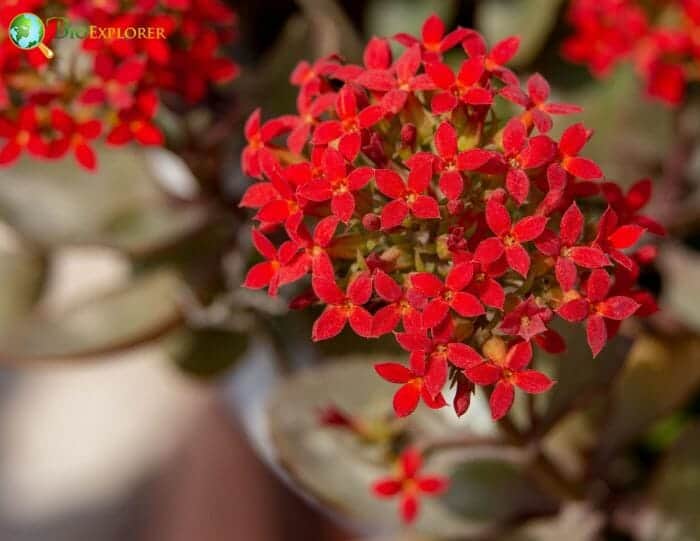 Red Lobelia Flowers