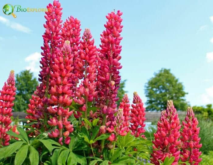 Red Lupine Flowers