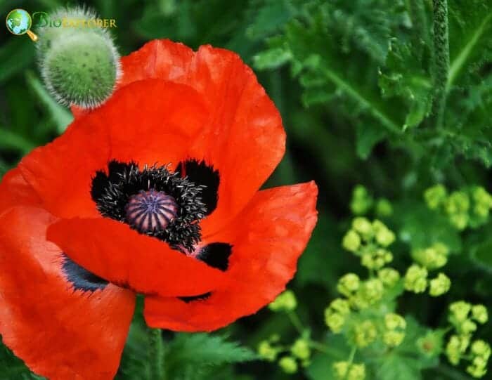 Red Poppy Flowers