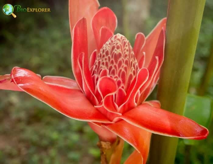 Red Quesnelia Flowers