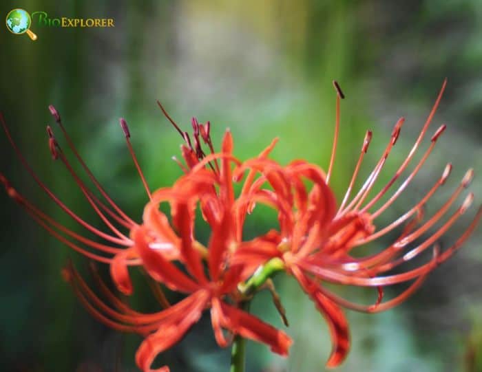 Red Spider Lily Flowers