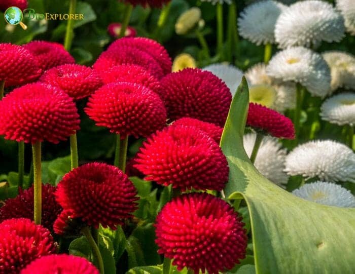 Red and White Matsumoto Flowers