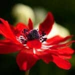 Red Anemone Flower