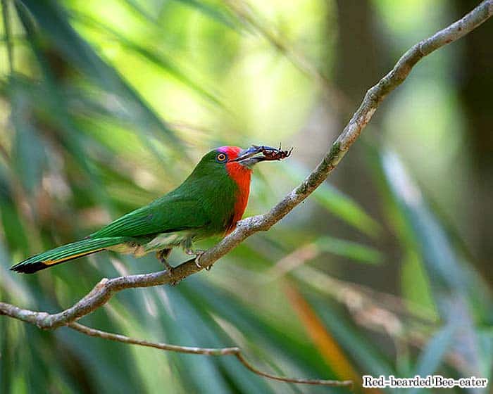 Red-bearded bee-eater