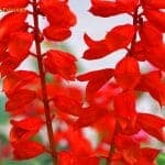 Red Cardinal Flowers (Bell-Shaped)