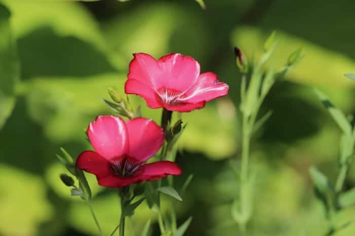 Red Flax Flower