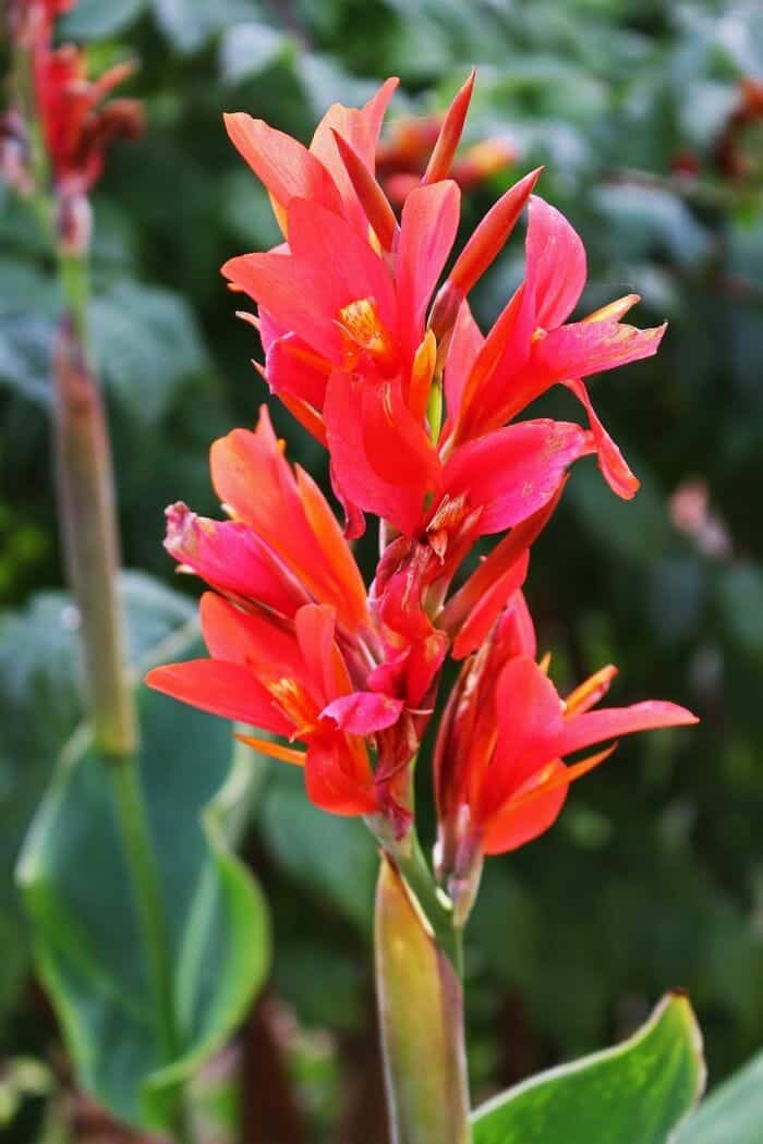 Red Indian Cane Flowers