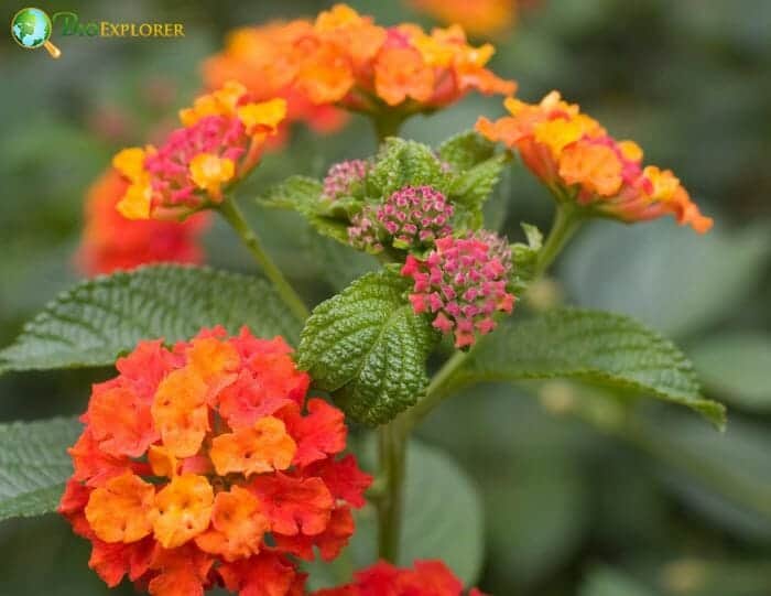 Red Lantana Flowers