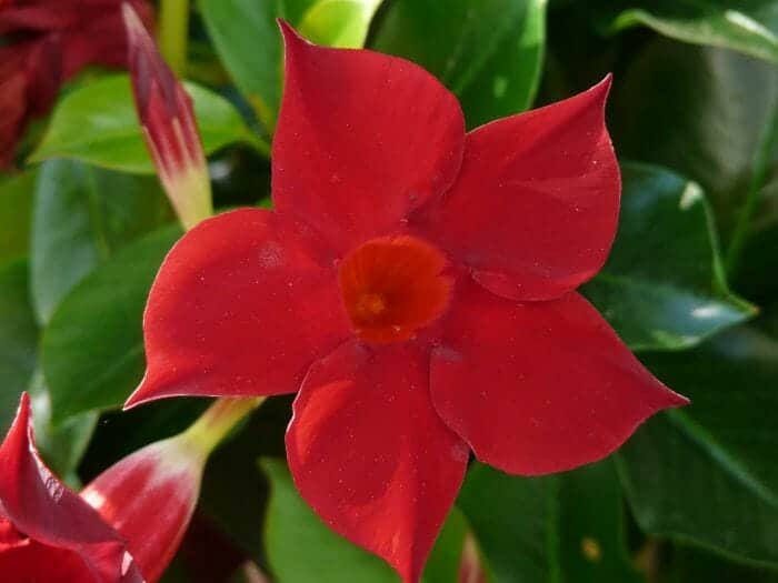 Red Mandevilla Flower