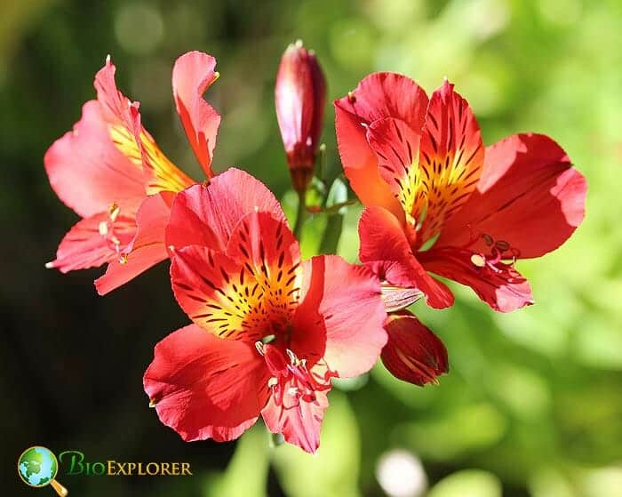 Red Peruvian Lily