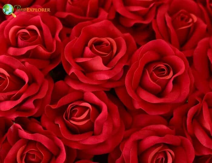 Red Roses