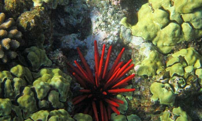 Red Sea Urchins