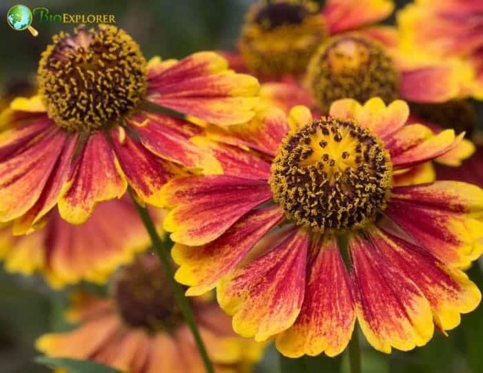 Reddish Yellow Helenium Flowers