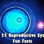 Reproductive System Fun Facts