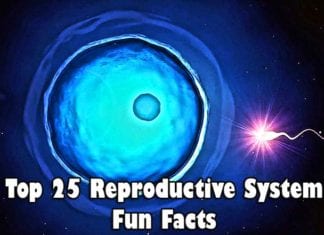 Reproductive System Fun Facts