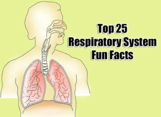 Respiratory System Fun Facts