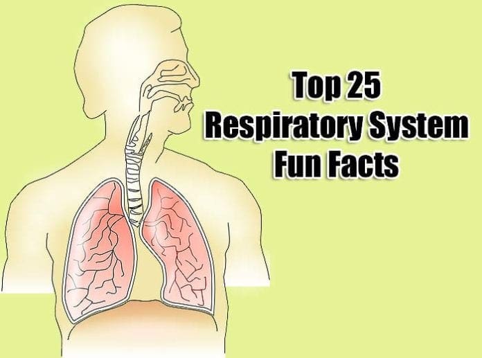 Respiratory System Fun Facts