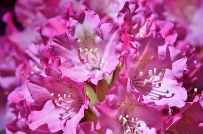 Rhododendron Attractive Flowers