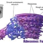 ribosomes function