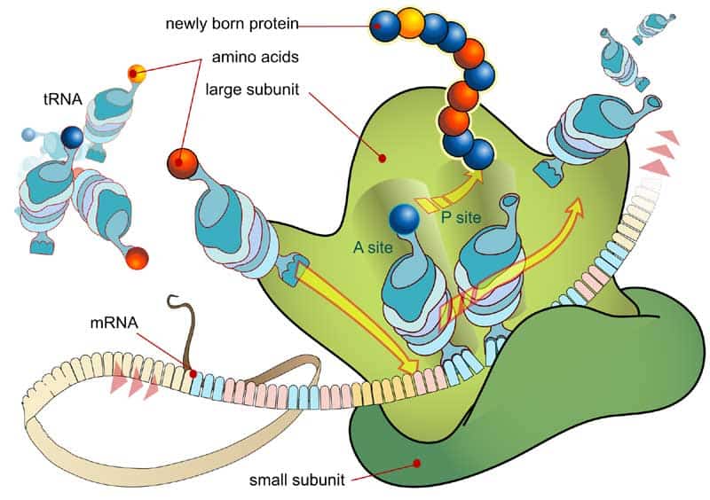 RNA Databases