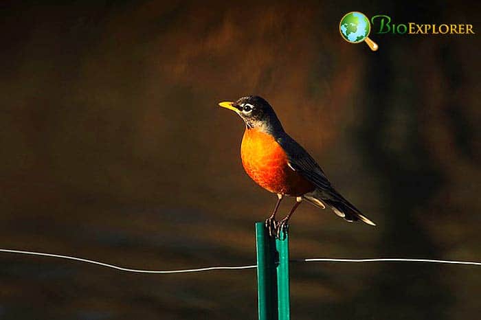 Robin In Animal Food Chain