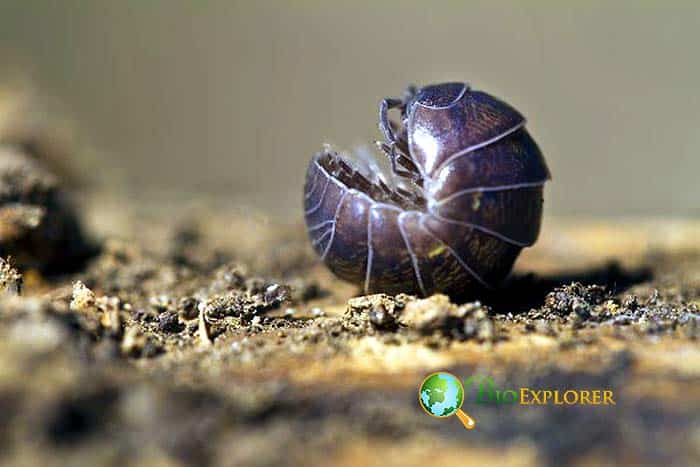 Rolly Pollies In Animal Food Chain